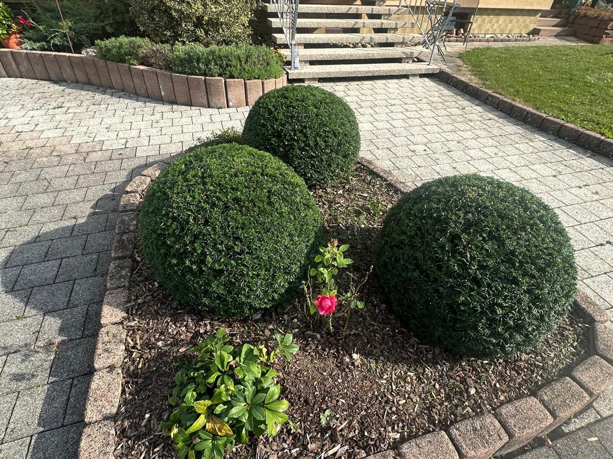 Gepflegter Garten nach professioneller Gartenarbeit von Buzhala