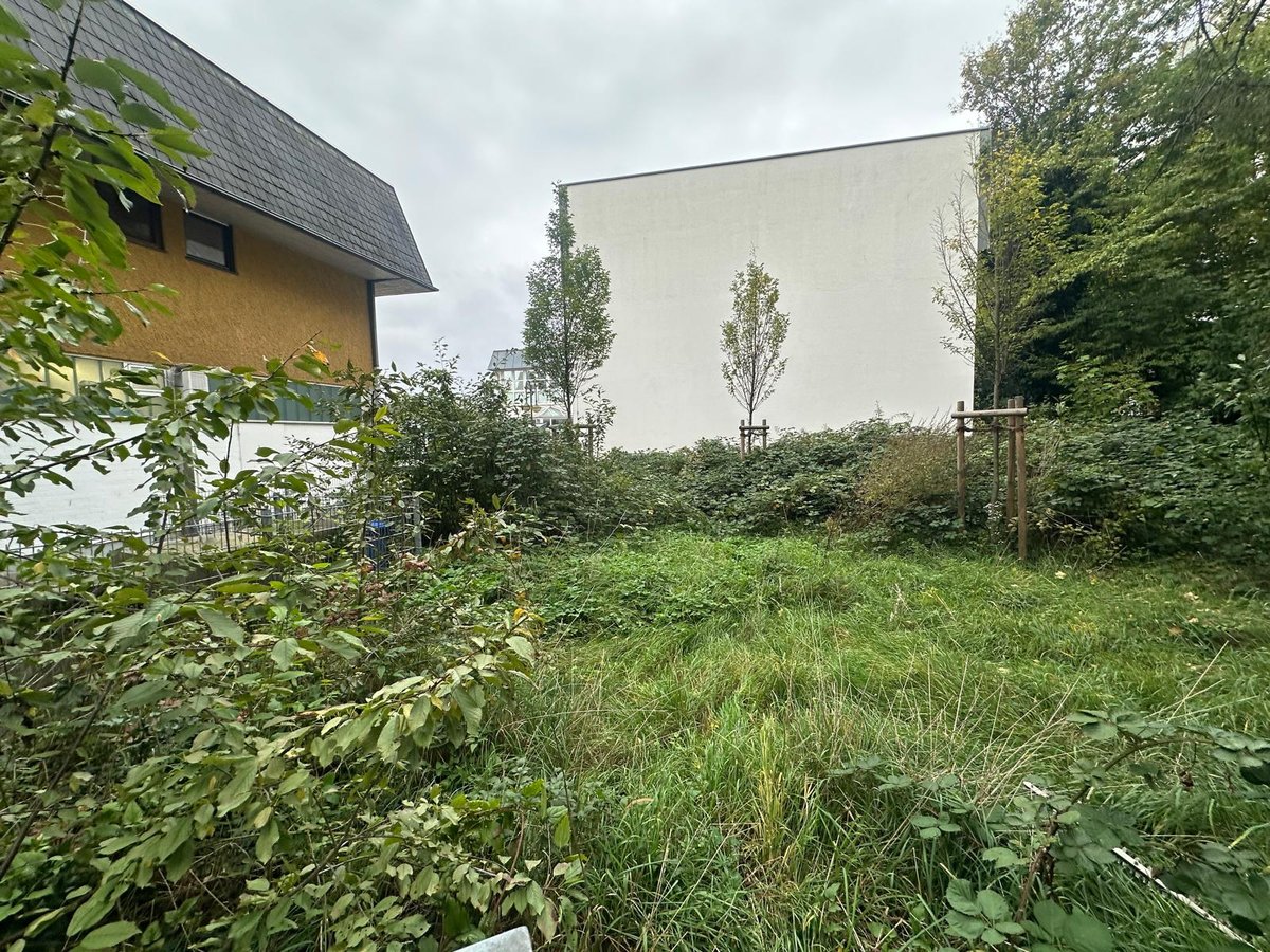 Ungepflegte Hecke vor der Heckenpflege – Gartenpflege Külsheim