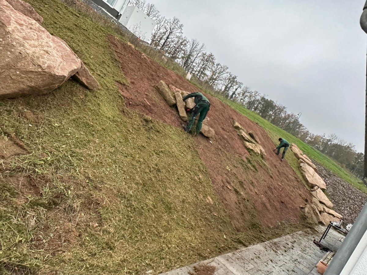 Verwilderter Vorgarten vor der Gartenpflege – Main-Tauber-Kreis