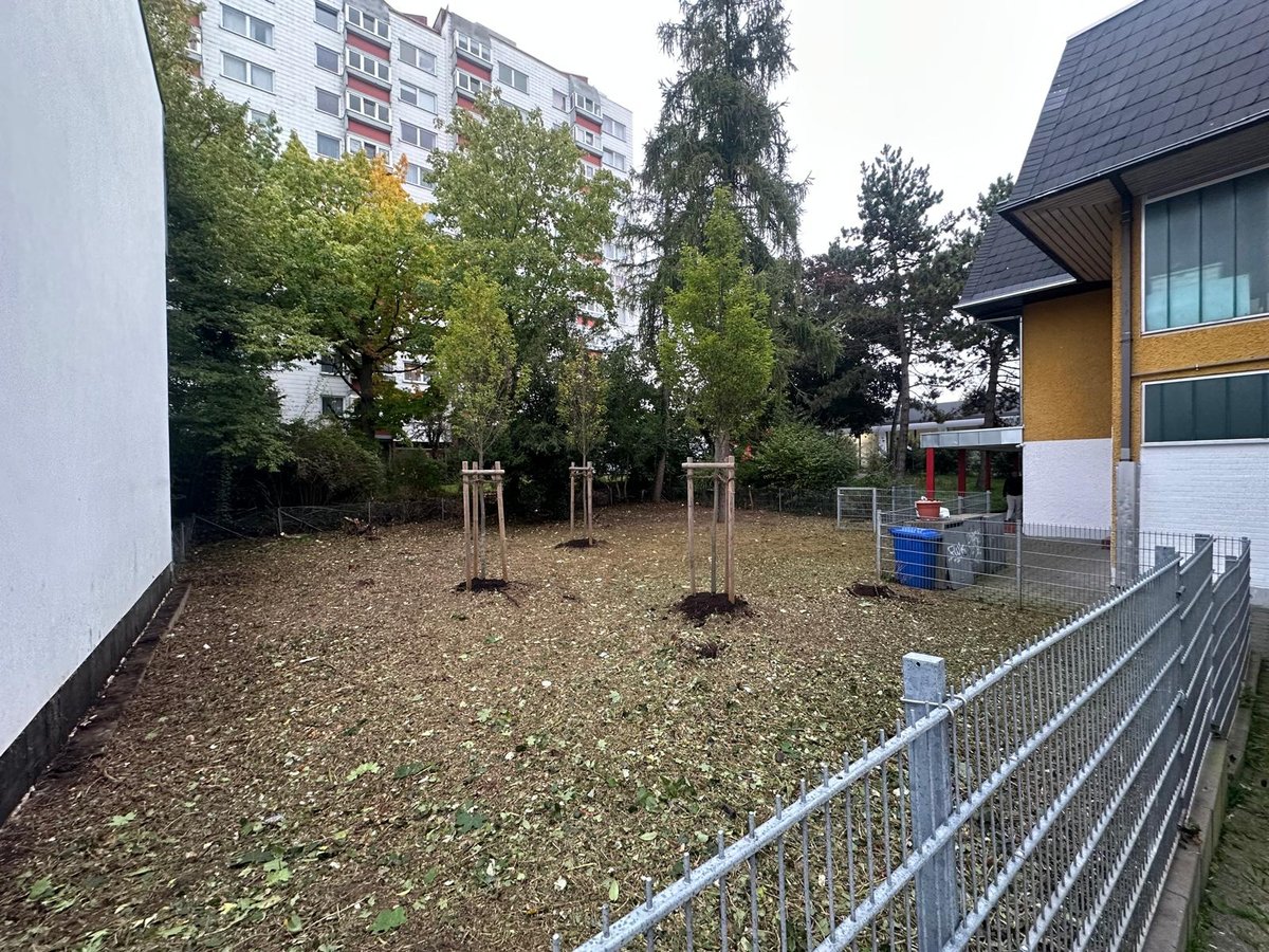 Gepflegte Bäume nach professionellem Baumschnitt durch Gartenpflege Buzhala
